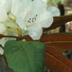 Rhododendron 'Sir Charles Lemon' - Rhododendron Sir Charles Lemon