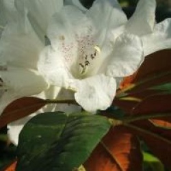 Rhododendron 'Sir Charles Lemon'