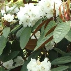 Rhododendron 'Sir Charles Lemon'