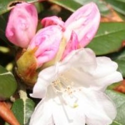 Rhododendron 'Teddy Bear' 