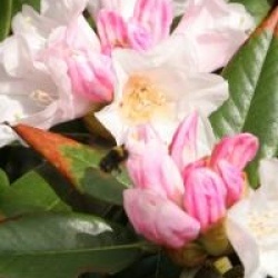 Rhododendron 'Teddy Bear' 