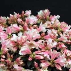 Rhododendron nain Wee Bee