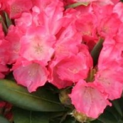 Rhododendron yakushimanum Morgenrot