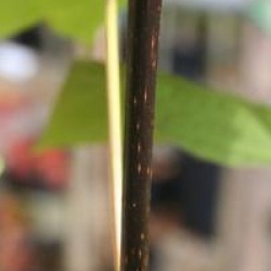 Catalpa x erubescens 'Purpurea'