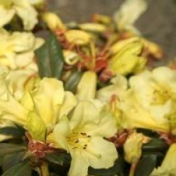 Rhododendron burmanicum