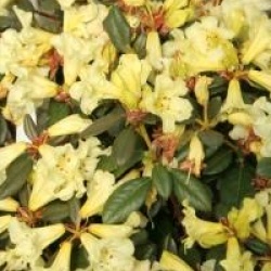 Rhododendron burmanicum
