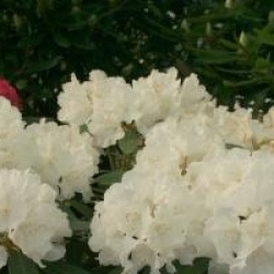 Rhododendron yakushimanum Schneekrone