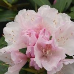 Rhododendron 'Schneekrone'