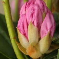 Rhododendron 'Schneekrone'