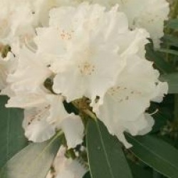 Rhododendron 'Schneekrone'