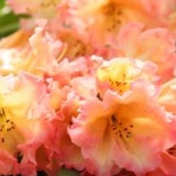 Rhododendron Sunfire