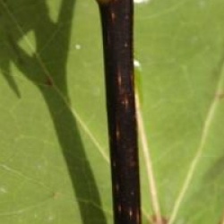 Catalpa x erubescens 'Purpurea'