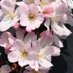Prunus 'Pandora'