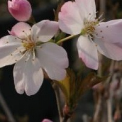 Prunus 'Pandora'