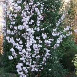 Prunus 'Pandora'