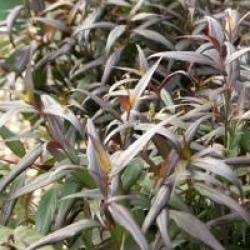 Strobilanthes Brunetthy