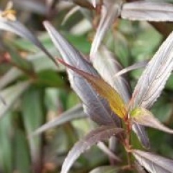 Strobilanthes anisophyllus 'Brunetthy'�