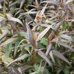 Strobilanthes anisophyllus 'Brunetthy'�