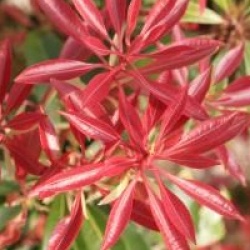 Pieris japonica 'Carnaval' - Androm�de du Japon Carnaval