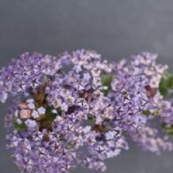 Ceanothus 'Blue Jeans' - C�anothe Blue Jeans