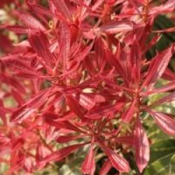 Pieris japonica 'Carnaval'