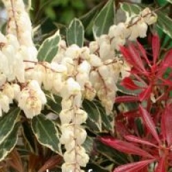 Pieris japonica 'Carnaval'