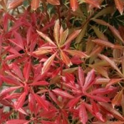 Pieris japonica 'Carnaval'