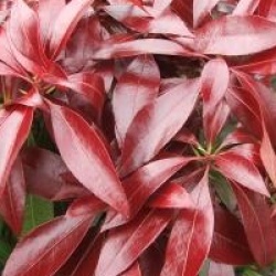 Adrom�de du Japon Katsura