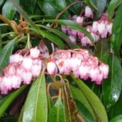 Pieris japonica 'Katsura' cov 