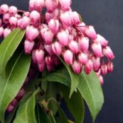 Pieris japonica 'Katsura' cov 