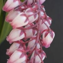 Pieris japonica 'Katsura' cov 