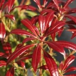 Pieris japonica 'Katsura' cov 