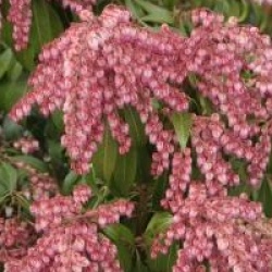 Pieris japonica 'Katsura' cov 
