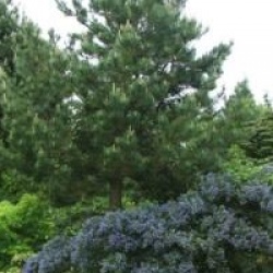 Ceanothus 'Cynthia Postan' - C�anothe Cynthia Postan