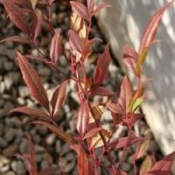 Nandina domestica 'Plum Passion'
