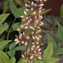 Nandina domestica 'Plum Passion' - Bambou sacr� Plum Passion