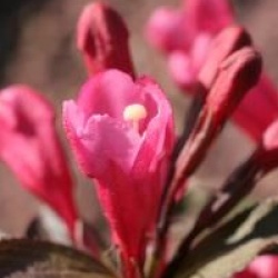 Weigela 'Victoria'