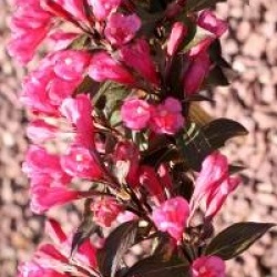 Weigela 'Victoria'