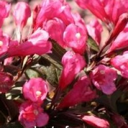 Weigela 'Victoria'