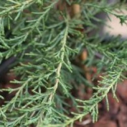 Diselma archeri