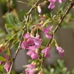 Halimodendron halodendron - Caragana argent�