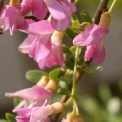 Halimodendron halodendron