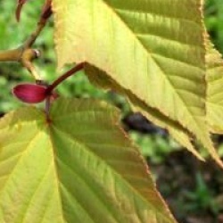 Acer capillipes