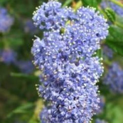 Ceanothus 'Cynthia Postan'