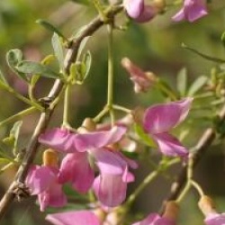 Halimodendron halodendron