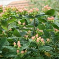 Hypericum x inodorum 'Magical Beauty'