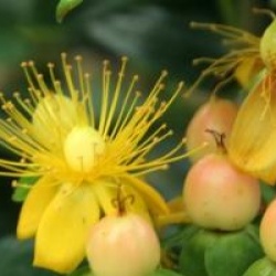 Hypericum x inodorum 'Magical Beauty' - Millepertuis Magical Beauty
