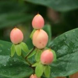 Hypericum x inodorum 'Magical Beauty'