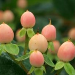 Hypericum x inodorum 'Magical Beauty'