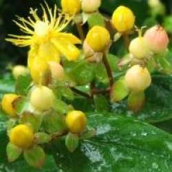 Hypericum x inodorum 'Magical Beauty'